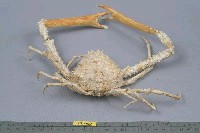 雙裂牛角蟹藏品圖，第5張